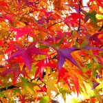 autumn-leaves-13016839608be